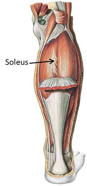 Soleus Muscle Pain  PrimeCare Physiotherapy