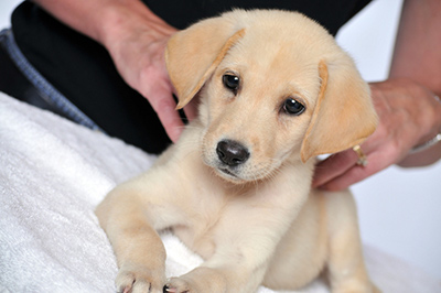 Cute golden retriever puppy getting a massage from massage therapist