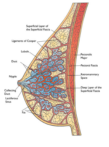 Women's Herbal clinic - WHAT ARE THE CAUSES OF SAGGY BREATS ? Usually owing  to age, ligaments in the breasts (called Cooper's ligaments) stretch out  over time. This is typically due to